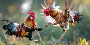 Vảy Gà Chọi Độc – Săn Lùng Kiểu Vảy Hiểm Trong Giới Đá Gà