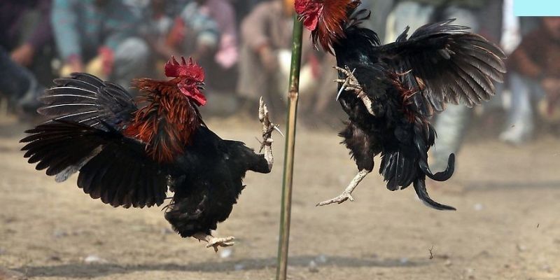 Thế đá xạ sở hữu nhiều ưu điểm nổi bật, giúp chiến kê phát huy tối đa sức mạnh
