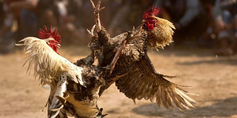 Khái niệm đá gà Thomo dễ dàng tìm kiếm và hiểu rõ